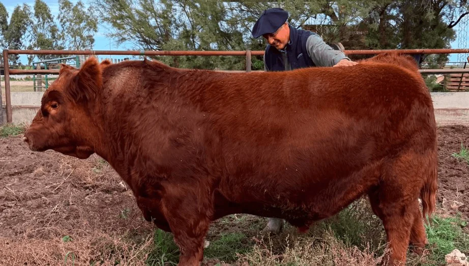 toro angus 1