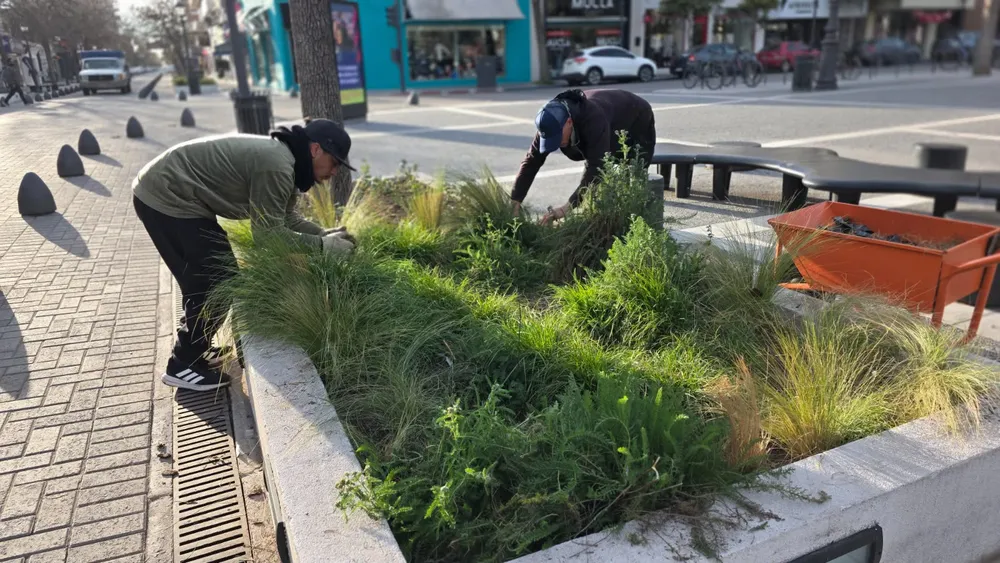reforestación plaza santa rosa 2