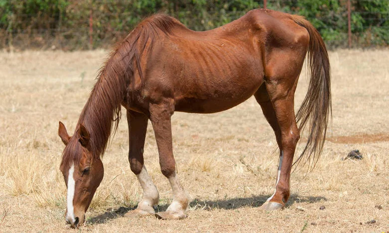 caballo flaco