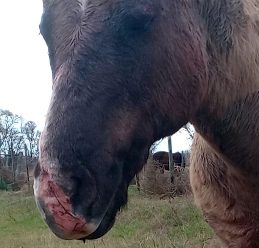 caballo lesionado puma 1